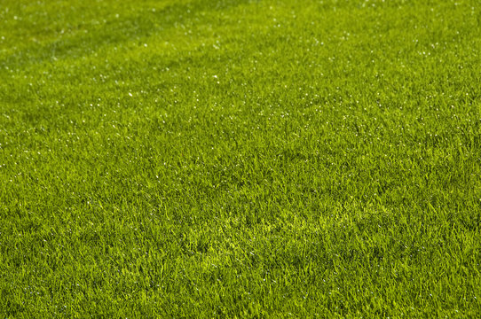 Lawn in spring