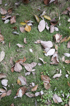 Lawn and deciduous