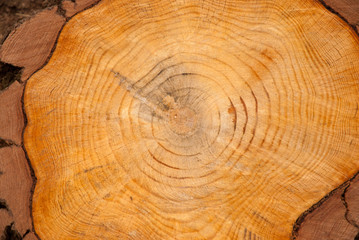 Naklejka premium Tronco cortado