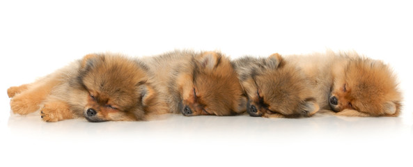 Four sleeping German Spitz puppies on white background - obrazy, fototapety, plakaty