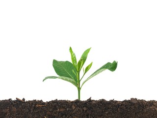Seedling