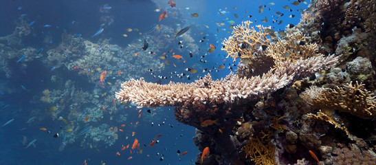 Fototapeta na wymiar Ławica ryb na rafie koralowej