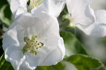 Spring apple tree blossom