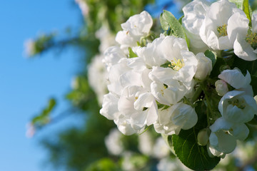 Spring apple tree blossom