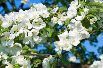 Spring apple tree blossom