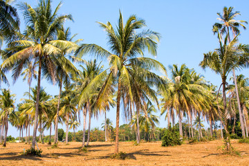 Jungle in Thailand