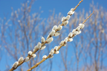 willow branch against the blue sky