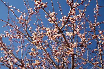 Branches of a white flowering apricots with a sunlight