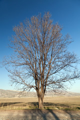 Fototapeta na wymiar Old bare tree on bright blue sky background