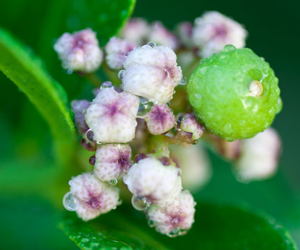 nouaison de citrus hystrix
