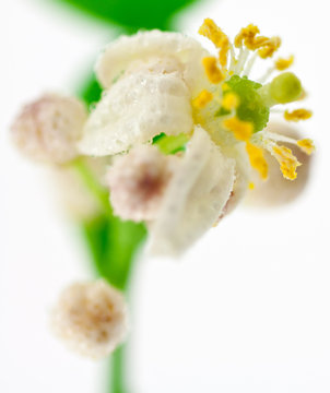 fleur de citrus hystrix