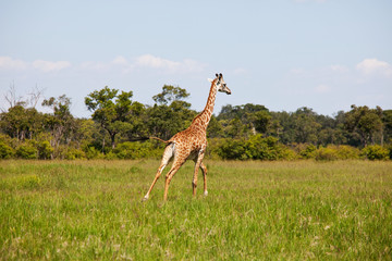 Giraffe