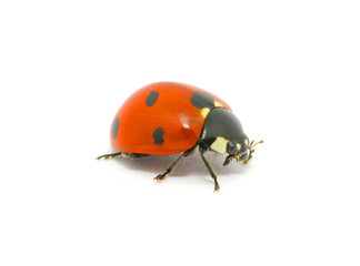 Ladybug  on the white