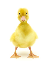 yellow duck