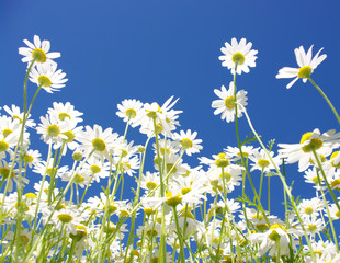 Fototapeta na wymiar white daisies