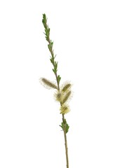 willow's twig with flowers