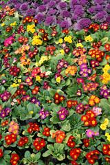 Naklejka premium Colorful primula acaulis flowerbed