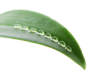 blatt mit wassertropfen