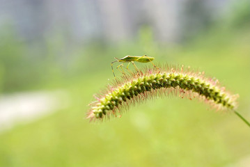 Insect on green bristle grass