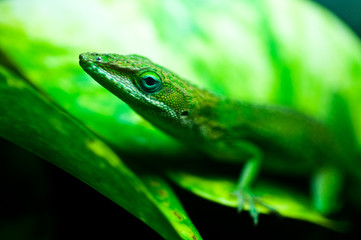 anolis