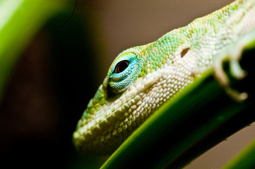 anolis