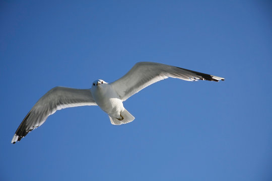 Seagull flying in the air