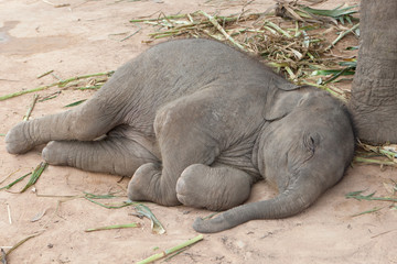 schlafendes Elefantenbaby