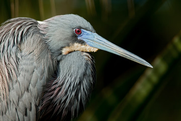 Tricolored Heron (Egretta tricolor)