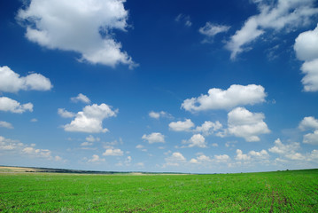 Fototapeta na wymiar Summer landscape. Cloudy sky and field.