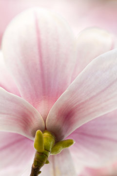 Magnolie, Magnolia