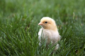Yellow Chicken