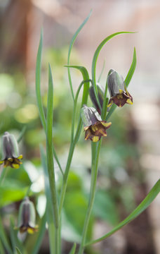 Fritillaria Elwesii