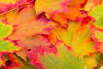 autumn maple leaves