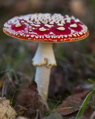 fliegenpilz (Amanita muscaria var. muscaria)