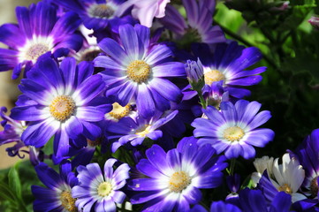 daisy