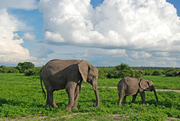 Fototapeta na wymiar Matka i dziecko słoni w sawanny (Zimbabwe)