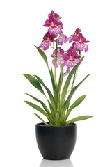 Roze orchidee in een pot