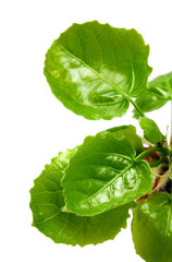 leaves of willow at spring macro