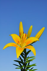 Obraz premium Yellow Lily (Lilium) Flower