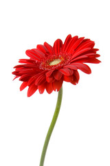 Red gerbera