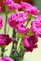 Obraz premium violet flower