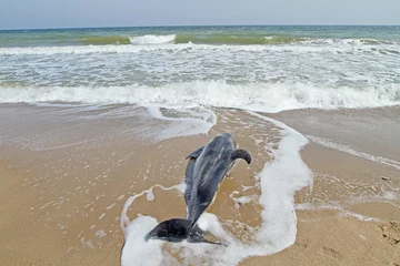 Photo sur Plexiglas Dauphin Dead dolphin