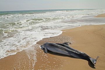 Fototapeta premium Dead dolphin