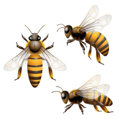 Honey Bee isolated on white