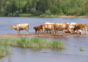 Obraz premium Cows near river