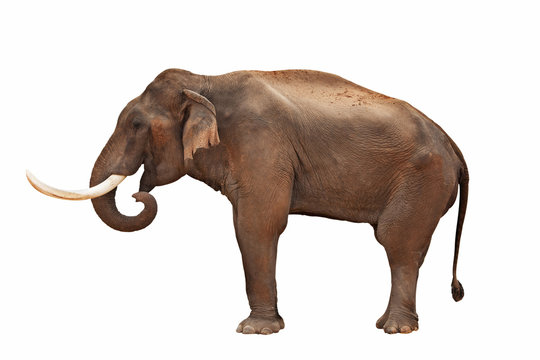 Elefant isoliert mit exaktem Beschneidungspfad