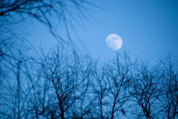 The moon in the evening sky