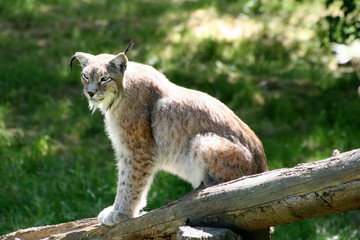 Lynx