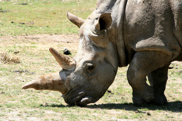 Obraz premium Rhinocéros