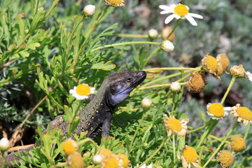 Obraz premium Canaria Lizard